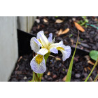 IRIS pseudacorus 'Roy's Repeater' IRIS pseudacorus 'Roy's Repeater'