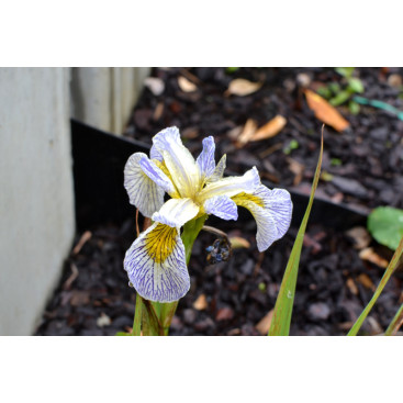 IRIS pseudacorus \'Roy\'s Repeater\'