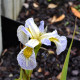 IRIS pseudacorus 'Roy's Repeater'
