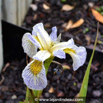 IRIS pseudacorus &#039;Roy&#039;s Repeater&#039;