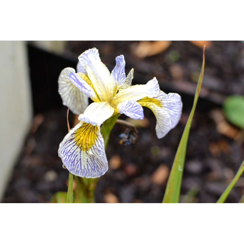 IRIS pseudacorus 'Roy's Repeater' IRIS pseudacorus 'Roy's Repeater'