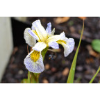 IRIS pseudacorus 'Roy's Repeater' IRIS pseudacorus 'Roy's Repeater'