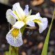 IRIS pseudacorus 'Roy's Repeater'