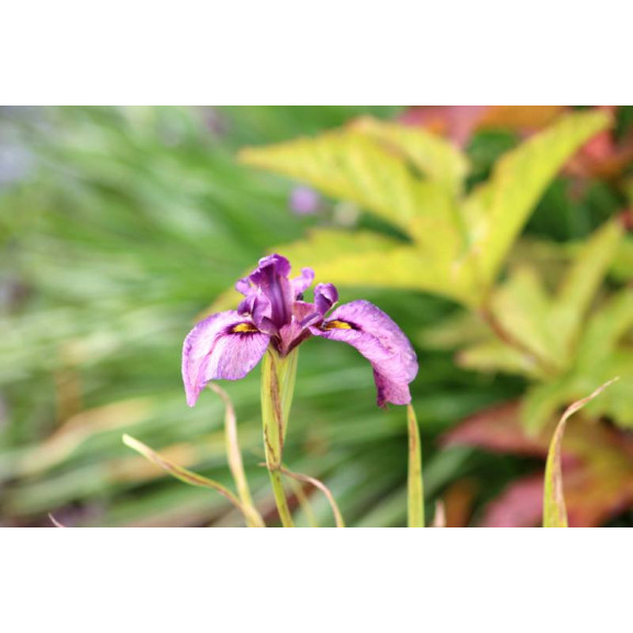 IRIS pseudata 'Kurokawa Noh'