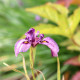 IRIS pseudata 'Kurokawa Noh'