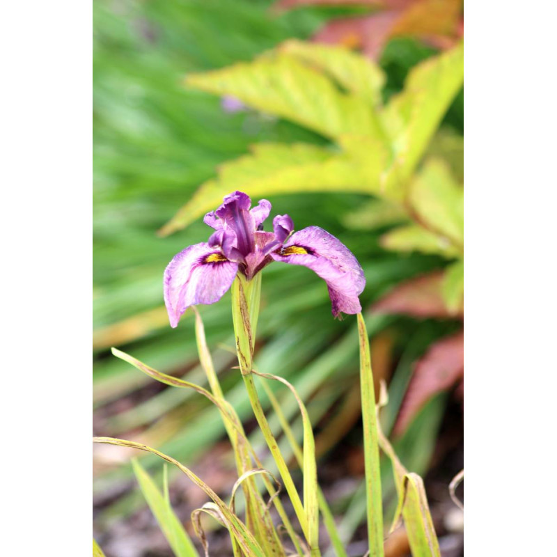 IRIS pseudata 'Kurokawa Noh'