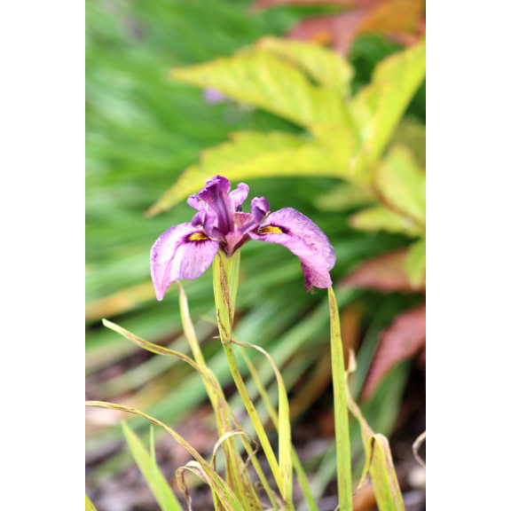 IRIS pseudata 'Kurokawa Noh'