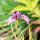 IRIS pseudata 'Kurokawa Noh'
