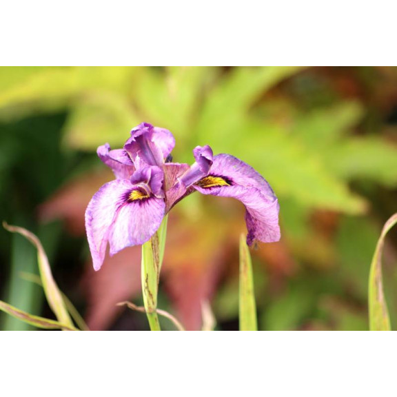 IRIS pseudata 'Kurokawa Noh'