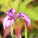 IRIS pseudata 'Kurokawa Noh'