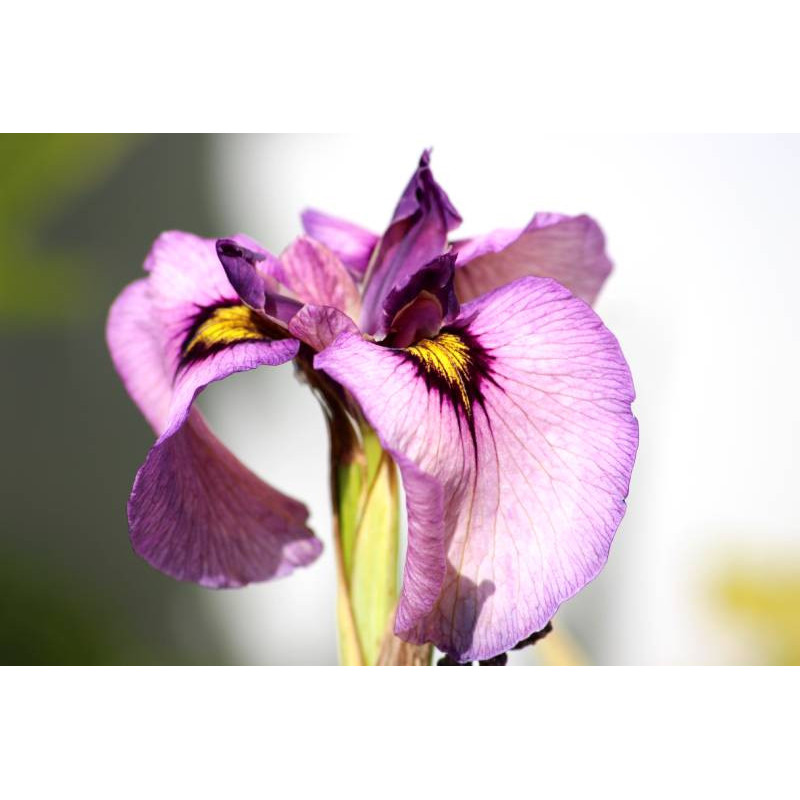 IRIS pseudata 'Kurokawa Noh'