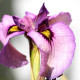 IRIS pseudata 'Kurokawa Noh'