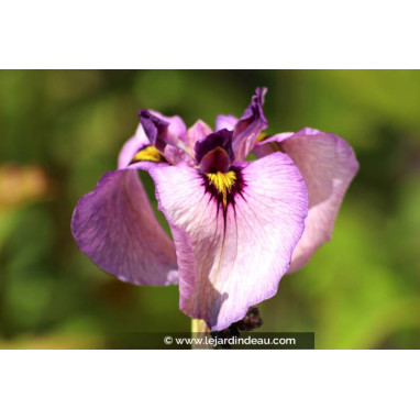 IRIS pseudata \'Kurokawa Noh\'