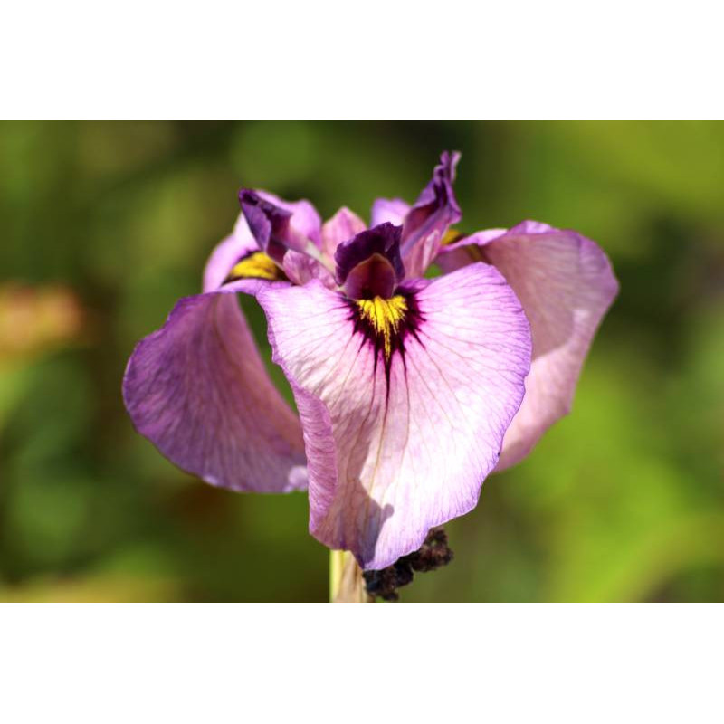 IRIS pseudata 'Kurokawa Noh'