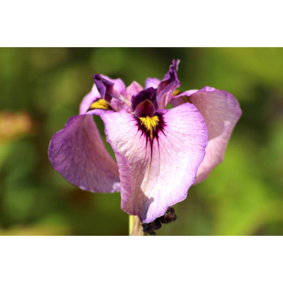 IRIS pseudata 'Kurokawa Noh'