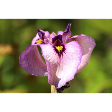 IRIS pseudata \'Kurokawa Noh\'