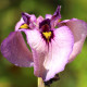 IRIS pseudata 'Kurokawa Noh'