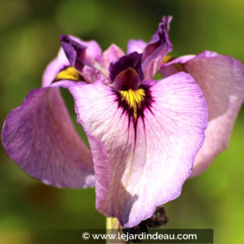 IRIS pseudata &#039;Kurokawa Noh&#039;