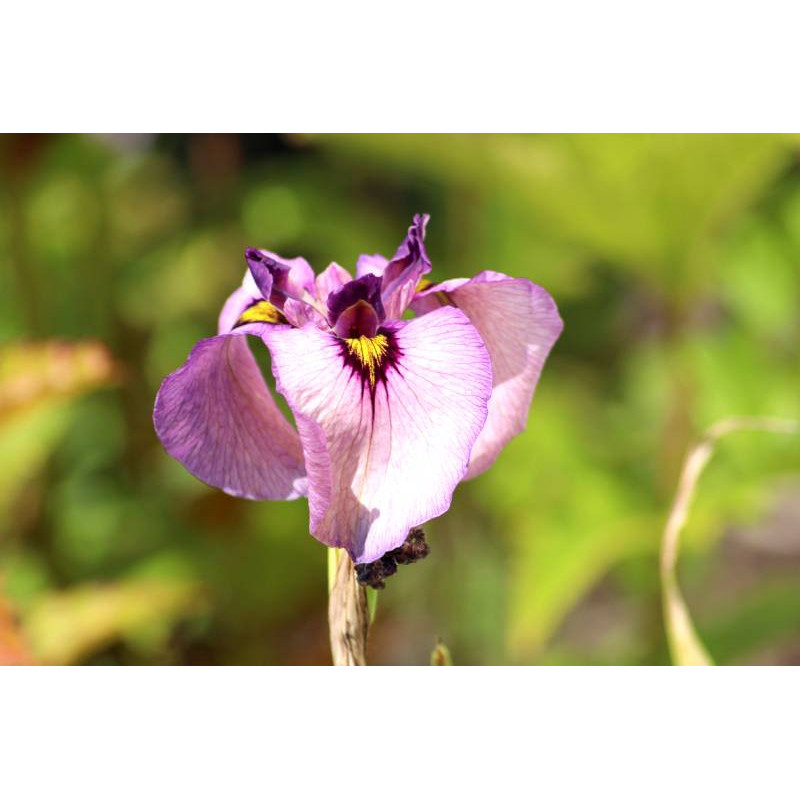 IRIS pseudata 'Kurokawa Noh'