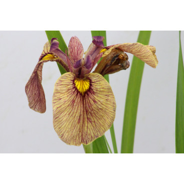 IRIS pseudata \'Yarai\'