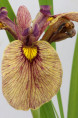 IRIS pseudata 'Yarai'