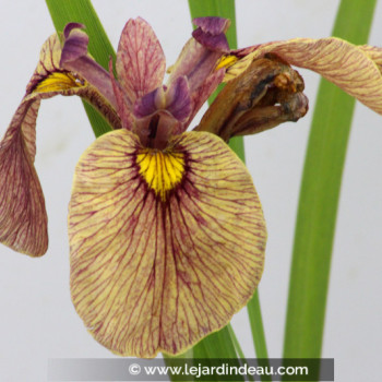 IRIS pseudata &#039;Yarai&#039;