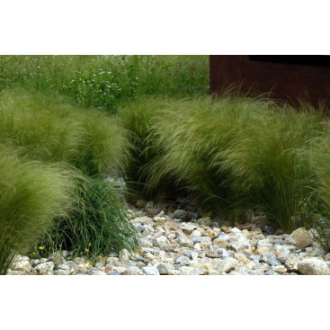 STIPA tenuifolia