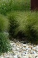 STIPA tenuifolia