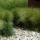 STIPA tenuifolia