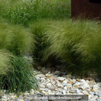 STIPA tenuifolia