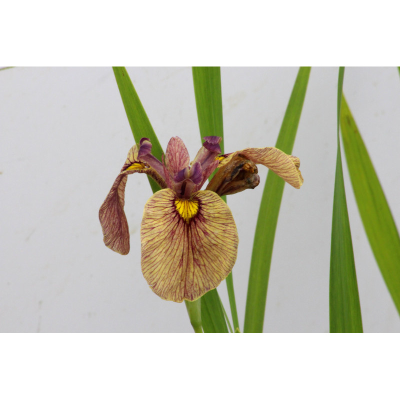 IRIS pseudata 'Yarai'