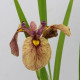 IRIS pseudata 'Yarai'