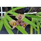 IRIS pseudata 'Yarai'