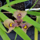 IRIS pseudata 'Yarai'
