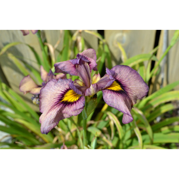 IRIS pseudata 'Yasha'