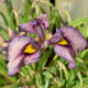 IRIS pseudata 'Yasha'