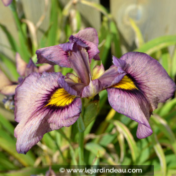 IRIS pseudata &#039;Yasha&#039;