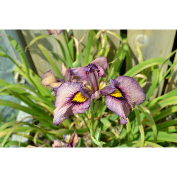 IRIS pseudata 'Yasha'