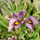 IRIS pseudata 'Yasha'