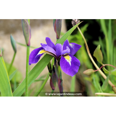 IRIS virginica \'Sumpfprinzessin\'
