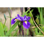 IRIS virginica 'Sumpfprinzessin'