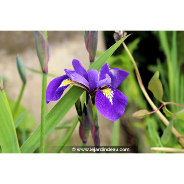IRIS virginica \'Sumpfprinzessin\'