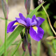 IRIS virginica 'Sumpfprinzessin'