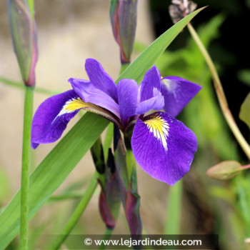 IRIS virginica &#039;Sumpfprinzessin&#039;