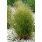 STIPA tenuifolia