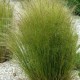 STIPA tenuifolia