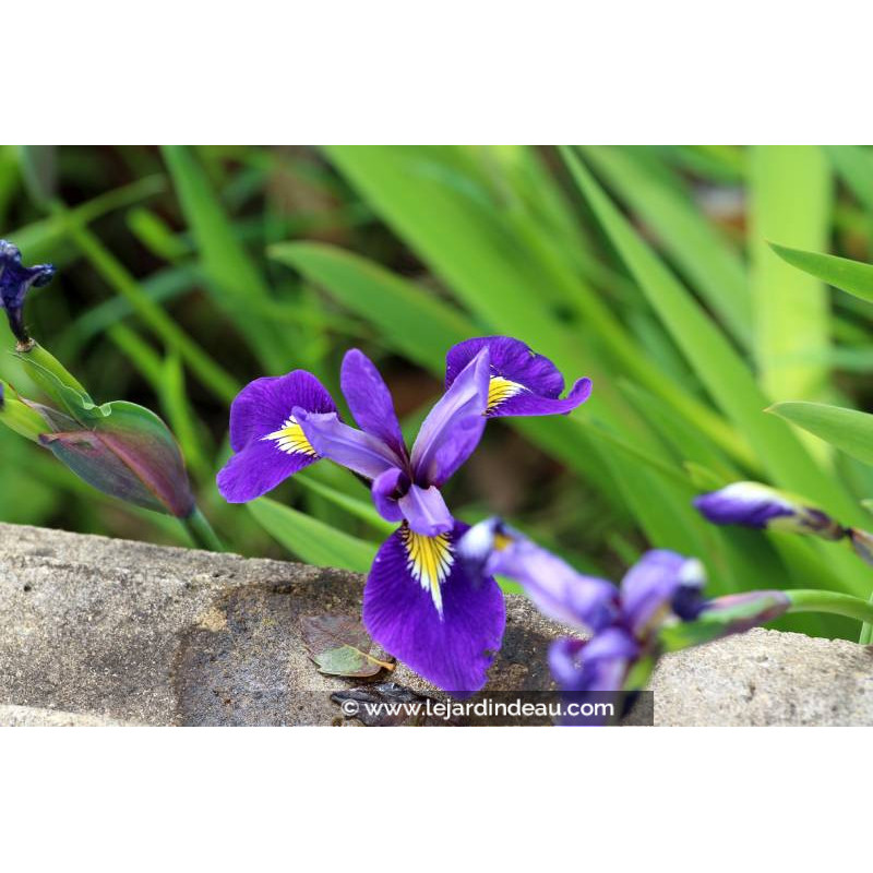 IRIS virginica 'Sumpfprinzessin'