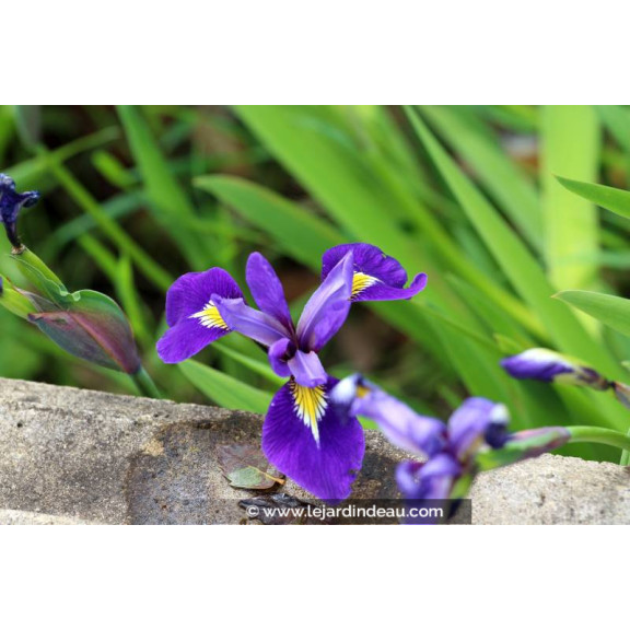 IRIS virginica 'Sumpfprinzessin'