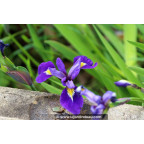 IRIS virginica 'Sumpfprinzessin'