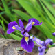 IRIS virginica 'Sumpfprinzessin'